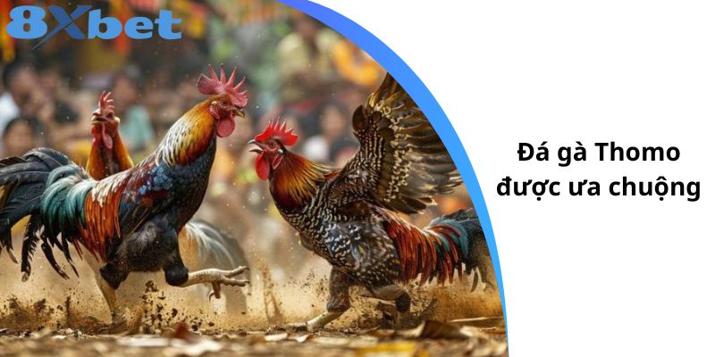 Chọi gà Thomo được ưa chuộng