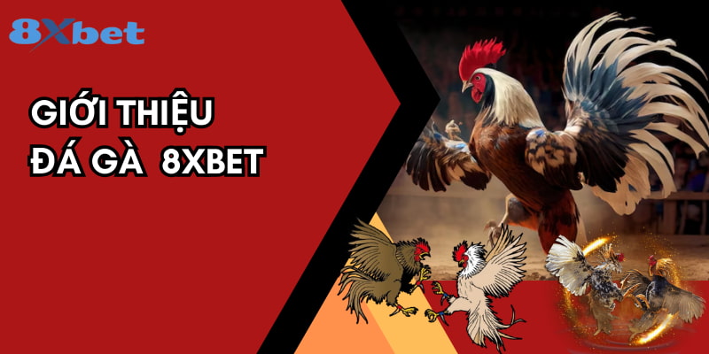 Đá gà 8XBET là sảnh game soi kèo trực tuyến qua nhà cái