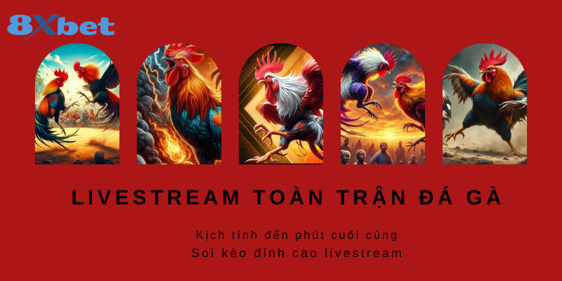 Nhà cái trực tiếp toàn bộ diễn biến trận đá gà 8XBET