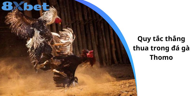 Quy tắc thắng thua trong đá gà Thomo