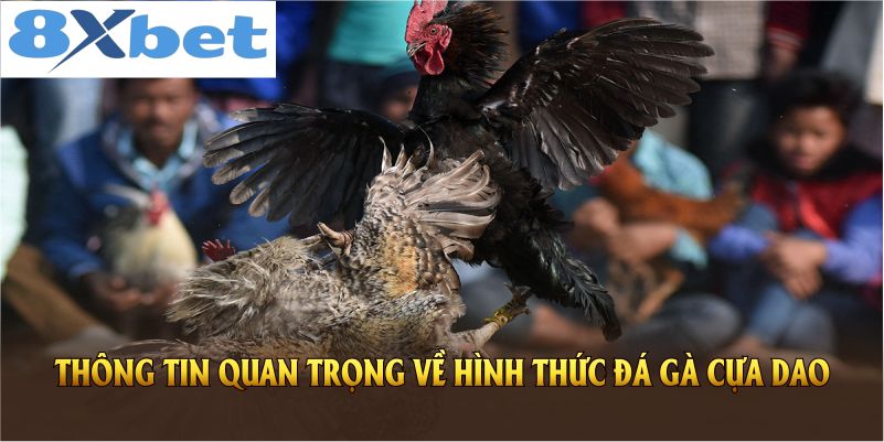Các thông tin quan trọng về hình thức đá gà cựa dao